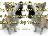 Dog Barking At Other Dogs-Tips to Stop Dog Barking At Other