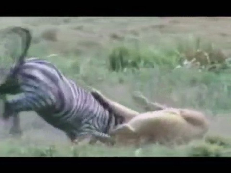 ANIMAL