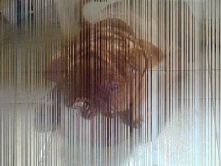 Patton du chant de minos