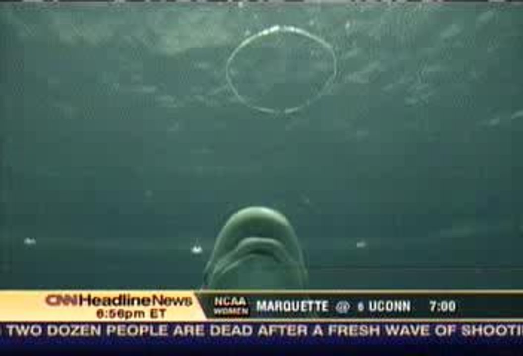 dauphin fait des bulles