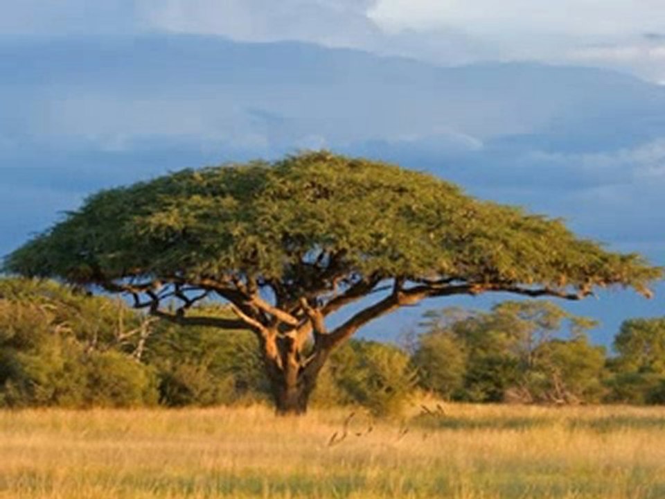 Arbria: The Africa guide
