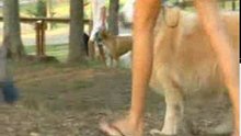 Learn How To Quickly And Easily Train Your Dog