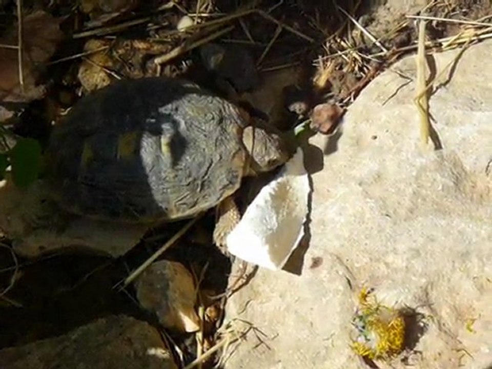 Tortue
