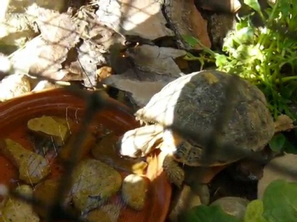 Tortue