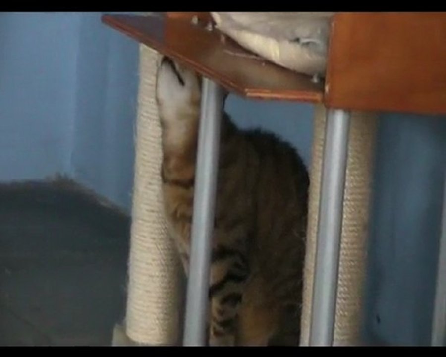 Taz 01 03 avril 2010