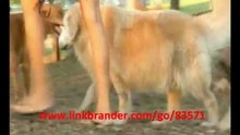 Learn How To Quickly And Easily Train Your Dog