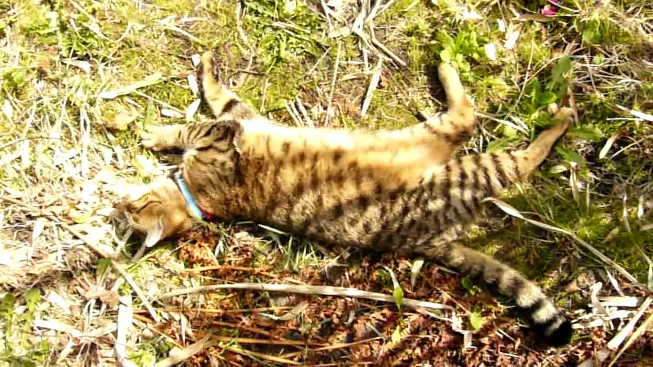 Chat & Sculptures-Vivantes le 29 mars 2010