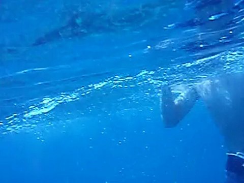 Polo fait du snorkeling, mais ce Bula se croit en plongee !