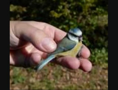 PRENDRE RACINE CALOGERO KARAOKE CHANTE