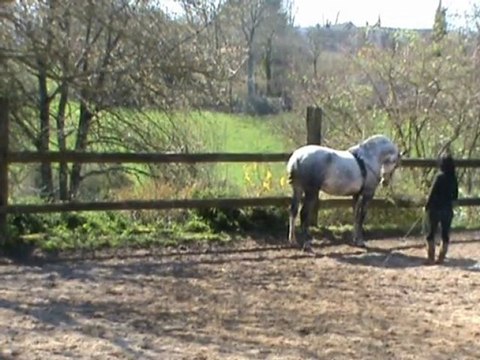 maltosa piaffer en longe 8.04.10