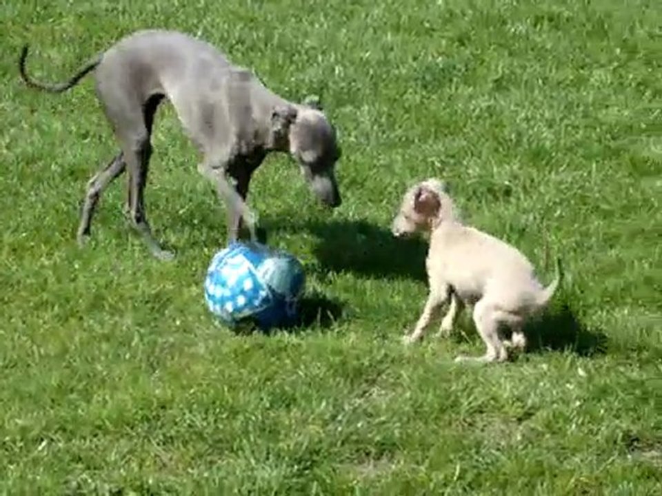 FAN DE BALLON  11 AVRIL 2010