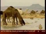 ابوال الابل والبانها ـ اعجاز علمي