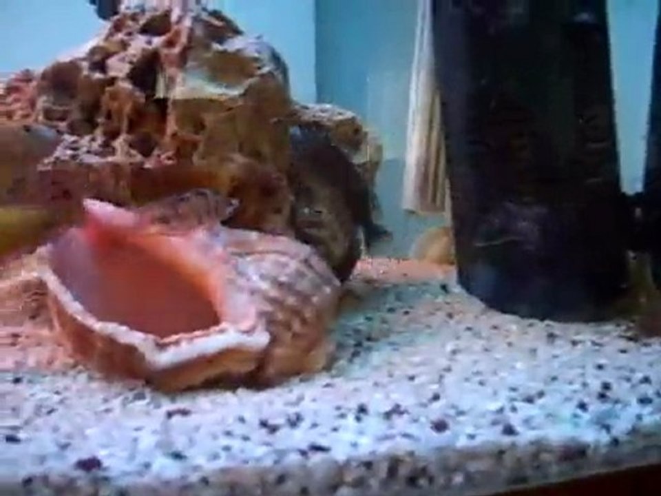 Tropheus İkola Duboisi