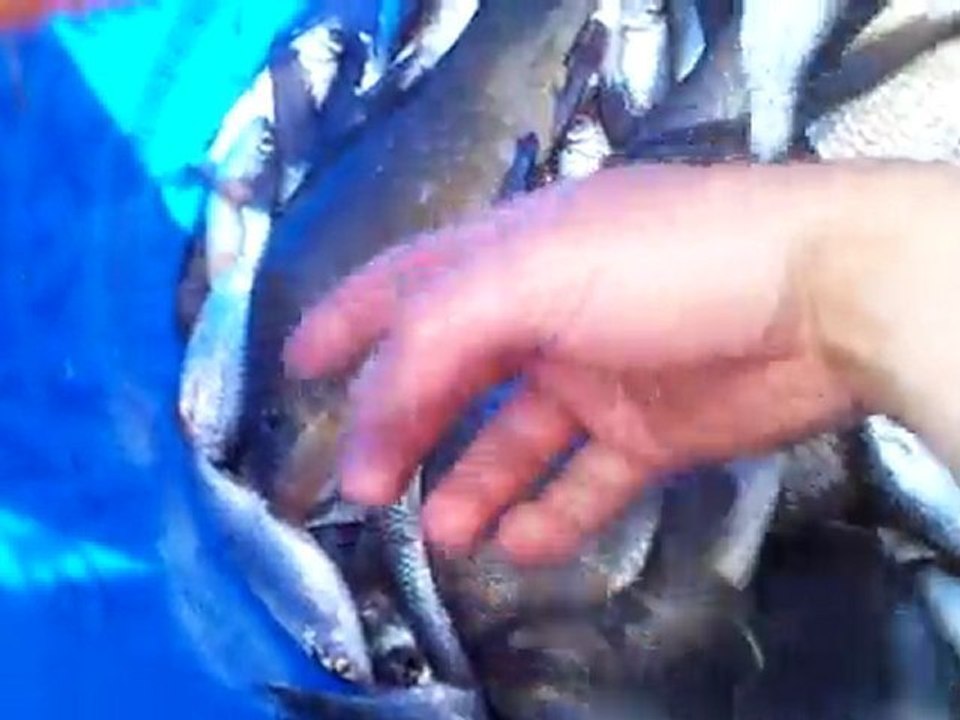 peche au coup