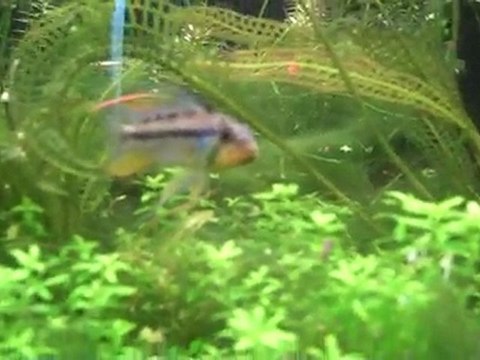 Apistogramma Cacatuoides, Apistogramma