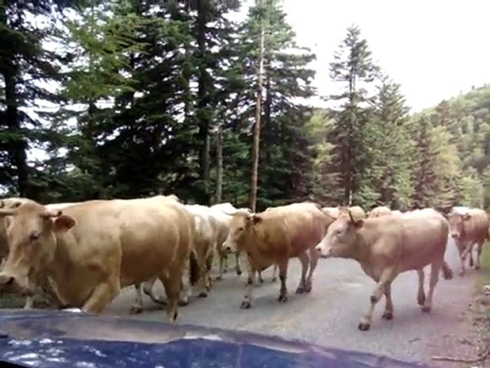 Trail Hautes Pyrénées - Pays des Nestes