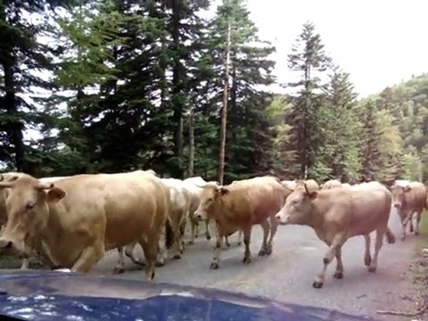 Trail Hautes Pyrénées - Pays des Nestes