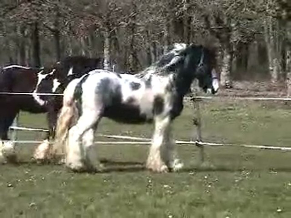 parade blue au pré mars 2010