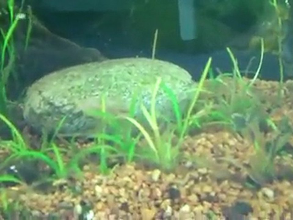 My Ugly 90 gallon planted tank. This tank sucks right now