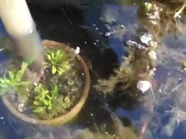 Cleaning out my Goldfish Pond. Goldfish Garden pond w/ Bryan