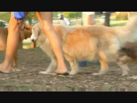 Puppy Training and Dog Training Tips