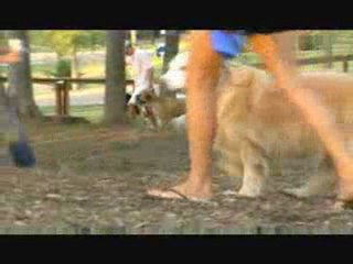 Dog Training Secrets: Best Ways to Train Your Dog