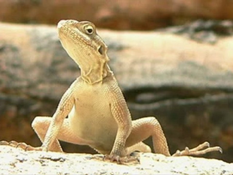 Online Images of Animals [Online Image of Animal]