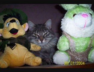 HOMMAGE A L ANIMAL MUSIQUE DE CALOGERO