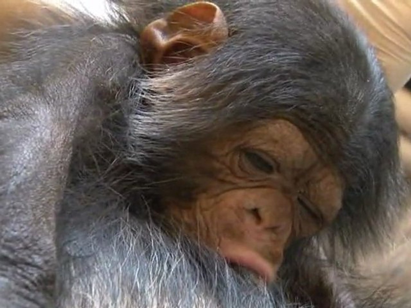 Naissance De Chimpanze Video Dailymotion