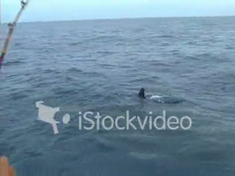000011868398_SDFlashVideo