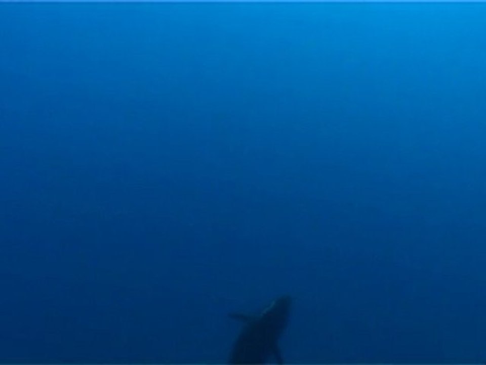 orkinos  zıpkın avı-1