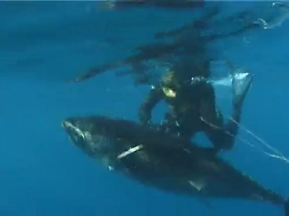 orkinos zıpkın avı-2