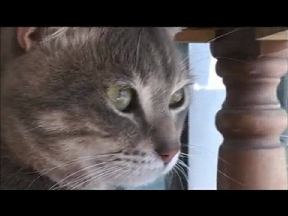 Mimi my cat