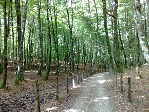 Az agresszív gyermek és a szülők