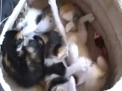 OS GATINHOS DA SSU SSU