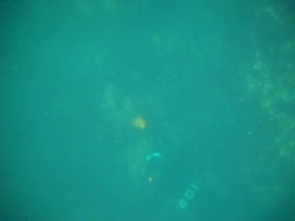 chasse sous marine : araignées