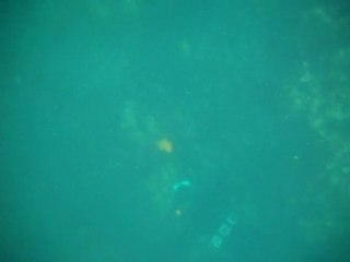 chasse sous marine : araignées