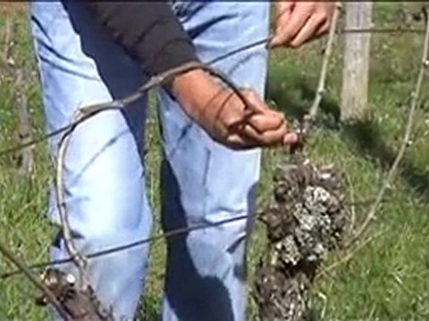 Savoie Saveurs de la vigne au vin Episode 3