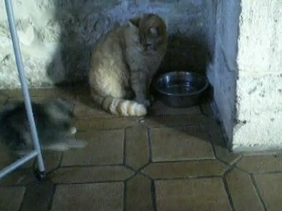 BEBES GARFIELD