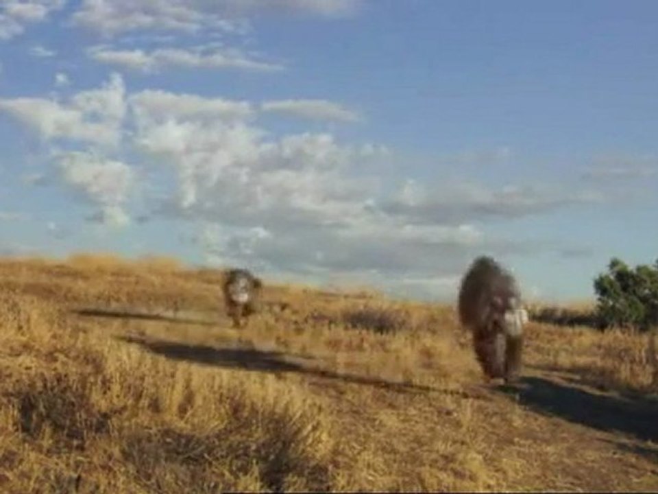 predateurs de la prehistoire le cochon tueur 3