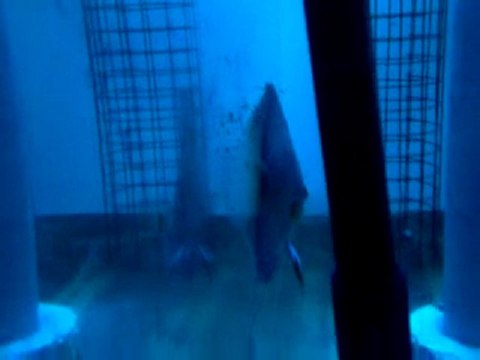 Brillant Blue Turkuaz Discus-Yavrular Sırtta..