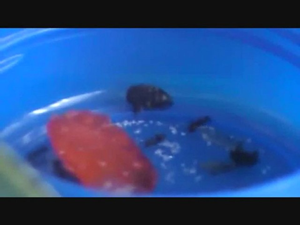 Elevage de fourmis - 12/04/2010