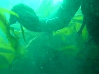 plongée bretagne max , dam , alex