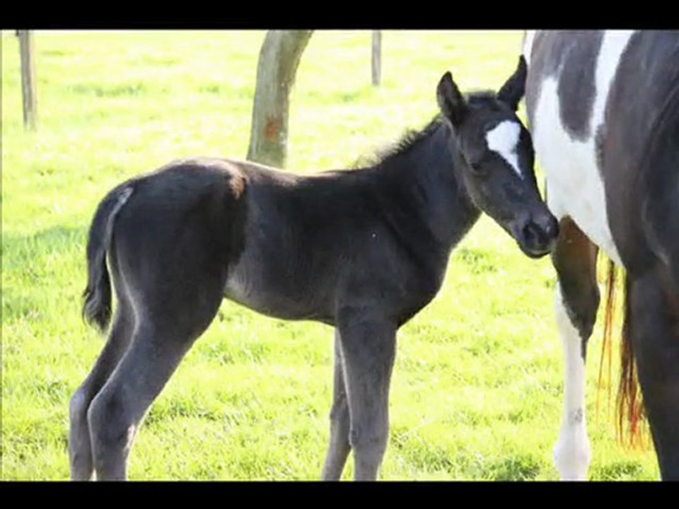 naissance pouliche black solid 09.04.2010
