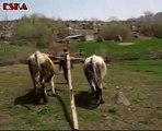 Kalecik Köyü,Tercan(mamahatun),Tarla sürümü,Erzurum,erzincan