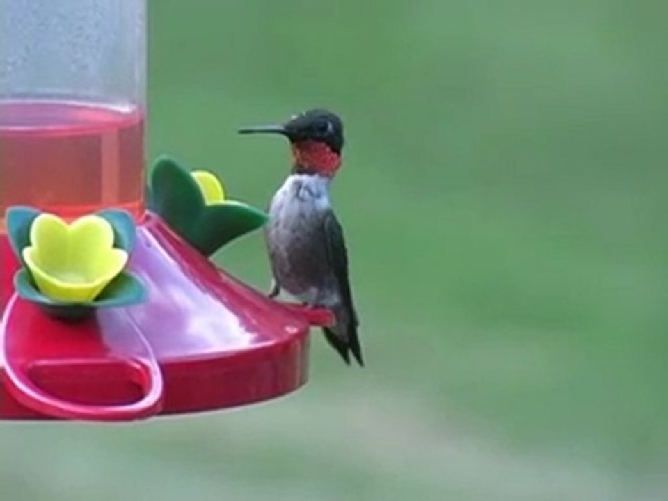 COLIBRI - EL COLIBRI EN LOS JARDINES