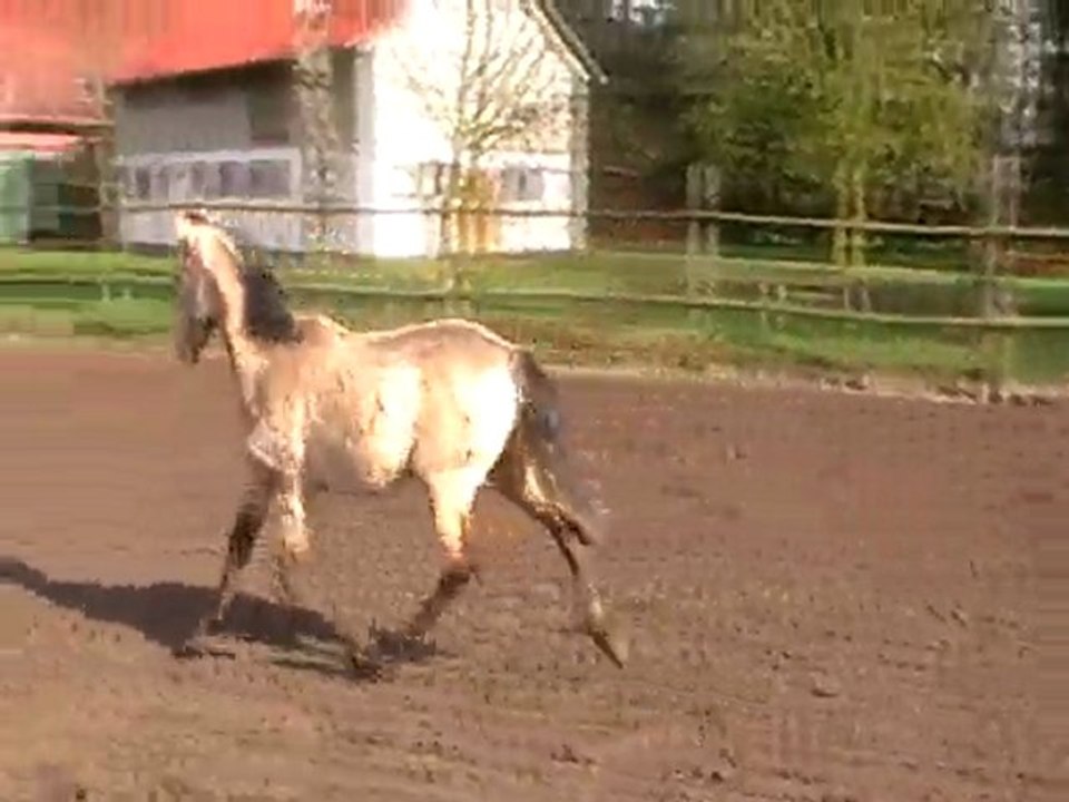 Classic Caramel Royal