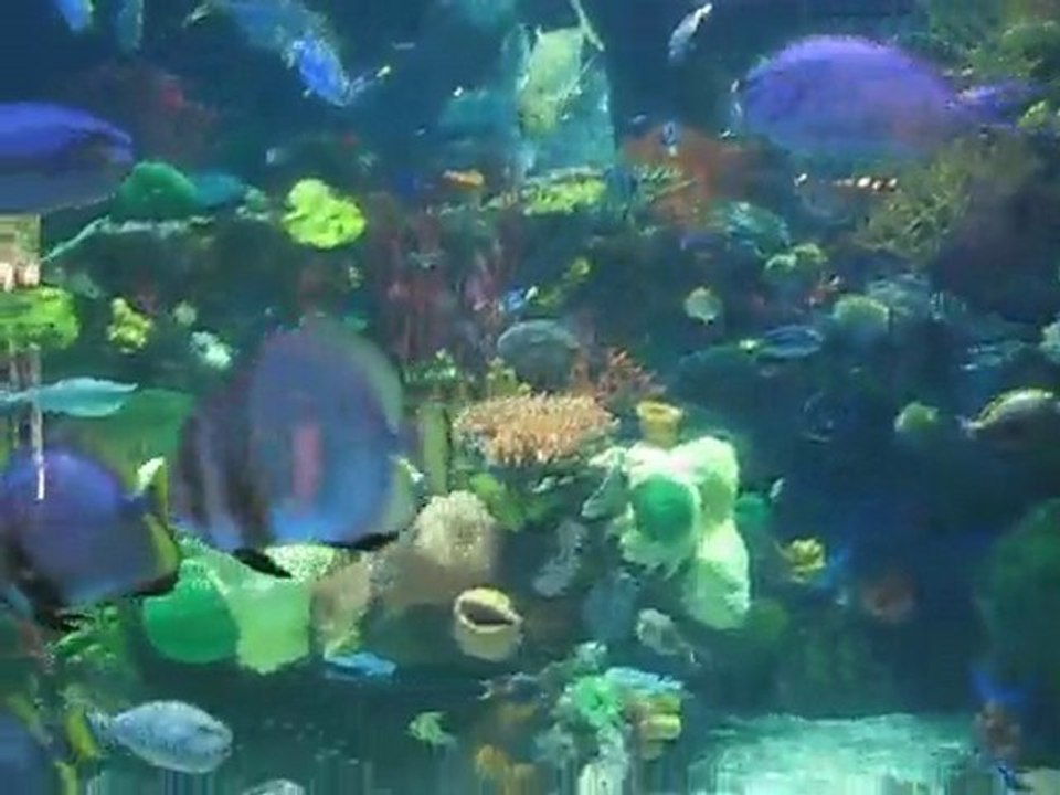 Silverton Aquarium Las Vegas  | Best Free Attraction Las Veg