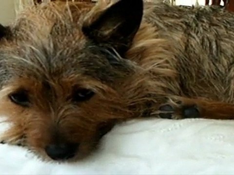 The Twilight Saga New Moon wolf look-a-like