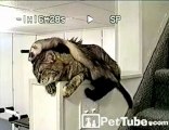 A Cool Cat and a Fiery Ferret - PetTube.com